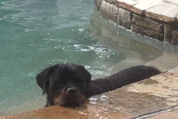 Dog Playing In Swimming Pool