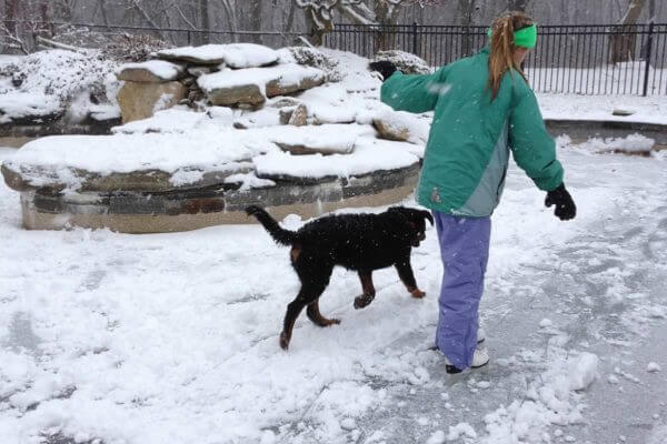 Swimming Pools, Dogs and Backyards