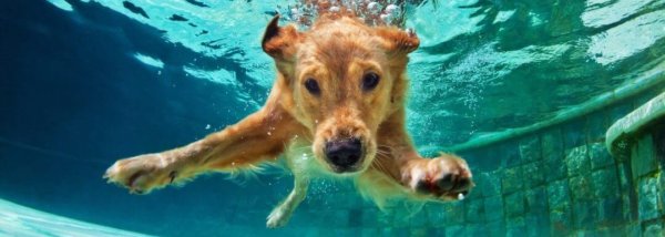 dog swimming in gunite pool ct